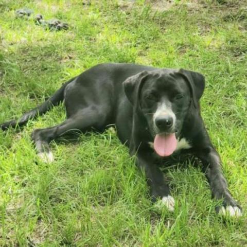 Tyson (Mike), an adoptable Boxer, Labrador Retriever in Hopkins, SC, 29061 | Photo Image 3
