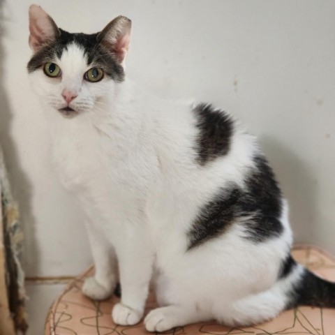 Simba, an adoptable Domestic Short Hair in Hopkins, SC, 29061 | Photo Image 1