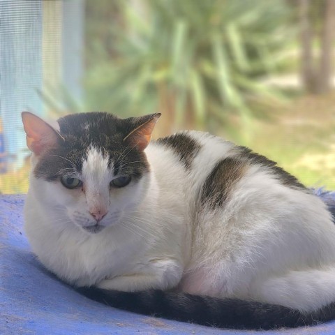 Simba, an adoptable Domestic Short Hair in Hopkins, SC, 29061 | Photo Image 2