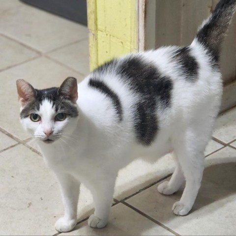 Simba, an adoptable Domestic Short Hair in Hopkins, SC, 29061 | Photo Image 5