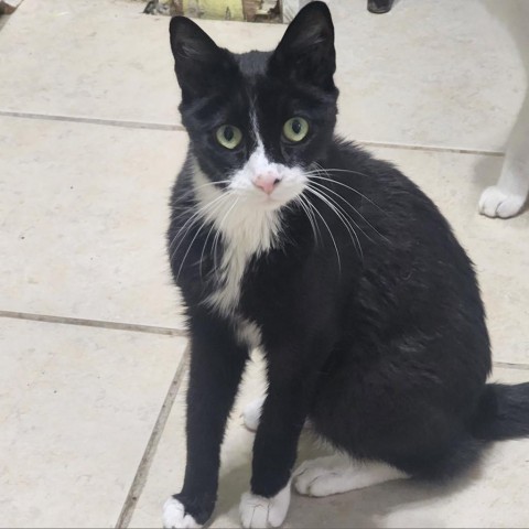 Kramer, an adoptable Domestic Short Hair in Hopkins, SC, 29061 | Photo Image 1