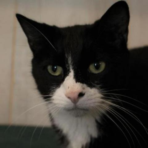 Kramer, an adoptable Domestic Short Hair in Hopkins, SC, 29061 | Photo Image 4