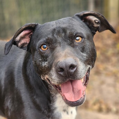 Rocky, an adoptable Mixed Breed in Hopkins, SC, 29061 | Photo Image 1