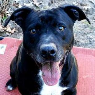 Rocky, an adoptable Mixed Breed in Hopkins, SC, 29061 | Photo Image 2
