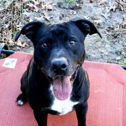 Rocky, an adoptable Mixed Breed in Hopkins, SC, 29061 | Photo Image 3