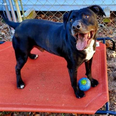 Rocky, an adoptable Mixed Breed in Hopkins, SC, 29061 | Photo Image 4