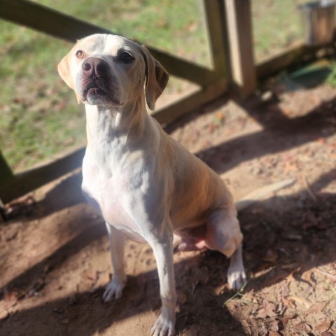 Bentley, an adoptable Hound in Hopkins, SC, 29061 | Photo Image 2