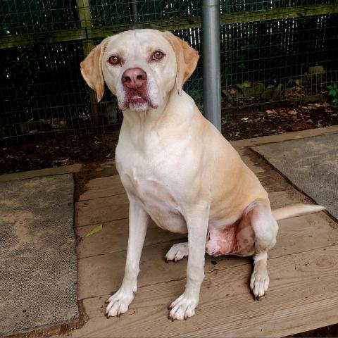 Bentley, an adoptable Hound in Hopkins, SC, 29061 | Photo Image 4