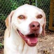 Bentley, an adoptable Hound in Hopkins, SC, 29061 | Photo Image 5