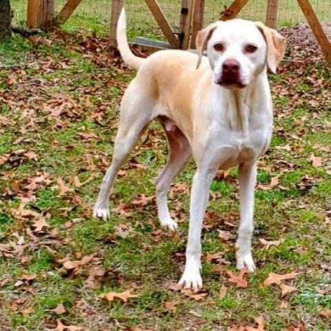 Bentley, an adoptable Hound in Hopkins, SC, 29061 | Photo Image 6