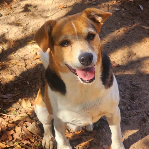Shiver, an adoptable Mixed Breed in Hopkins, SC, 29061 | Photo Image 1