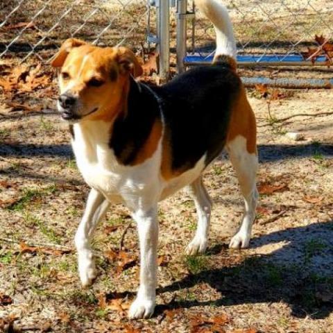 Shiver, an adoptable Mixed Breed in Hopkins, SC, 29061 | Photo Image 2