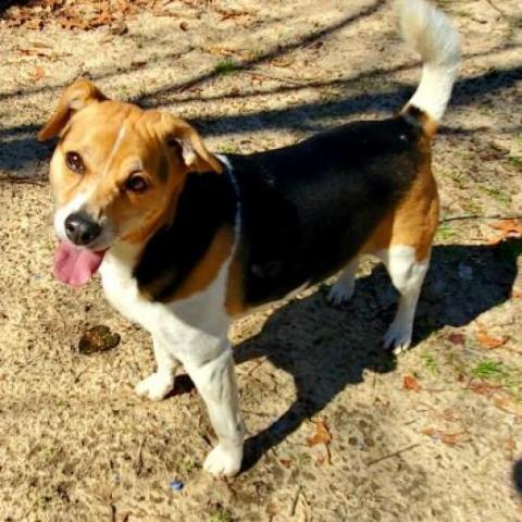 Shiver, an adoptable Mixed Breed in Hopkins, SC, 29061 | Photo Image 3