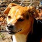 Shiver, an adoptable Mixed Breed in Hopkins, SC, 29061 | Photo Image 4