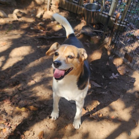 Shiver, an adoptable Mixed Breed in Hopkins, SC, 29061 | Photo Image 4