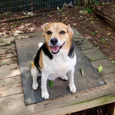 Shiver, an adoptable Mixed Breed in Hopkins, SC, 29061 | Photo Image 5