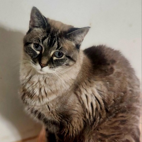 Laverne, an adoptable Siamese, Domestic Short Hair in Hopkins, SC, 29061 | Photo Image 1