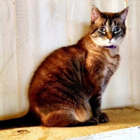 Laverne, an adoptable Siamese, Domestic Short Hair in Hopkins, SC, 29061 | Photo Image 2