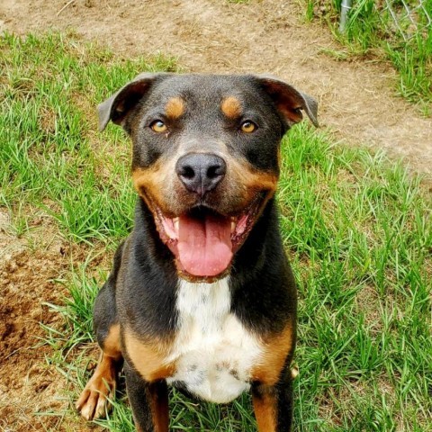 Ranger, an adoptable Mixed Breed in Hopkins, SC, 29061 | Photo Image 1