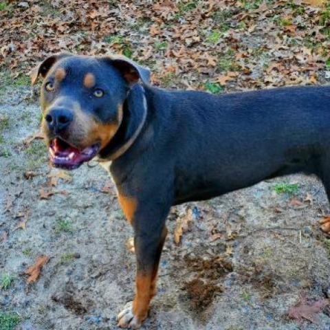 Ranger, an adoptable Mixed Breed in Hopkins, SC, 29061 | Photo Image 3