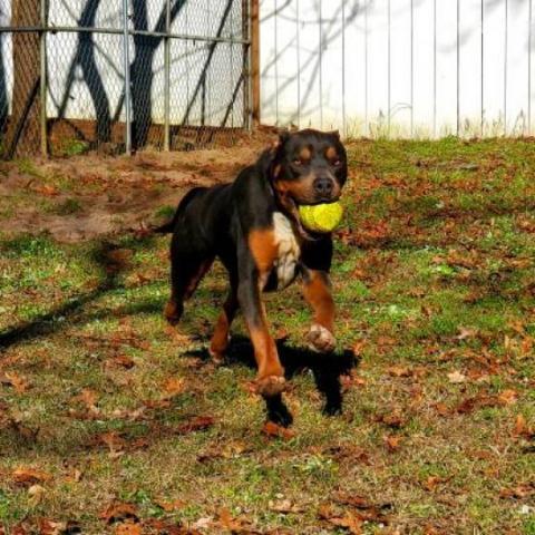 Ranger, an adoptable Mixed Breed in Hopkins, SC, 29061 | Photo Image 4