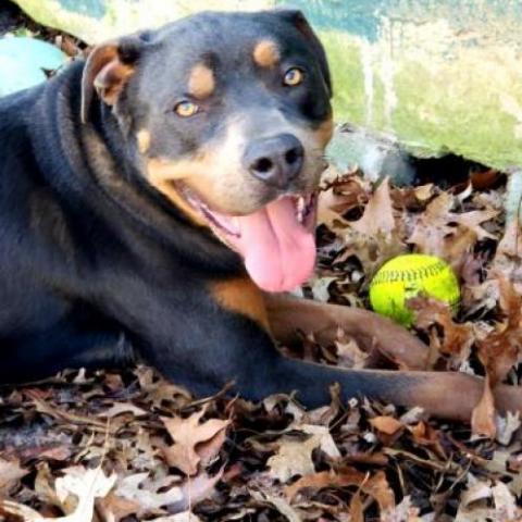 Ranger, an adoptable Mixed Breed in Hopkins, SC, 29061 | Photo Image 5