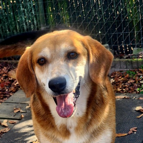 Dusty, an adoptable Beagle in Hopkins, SC, 29061 | Photo Image 1