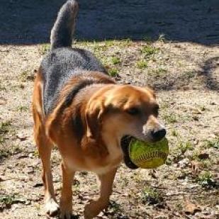 Dusty, an adoptable Beagle in Hopkins, SC, 29061 | Photo Image 2