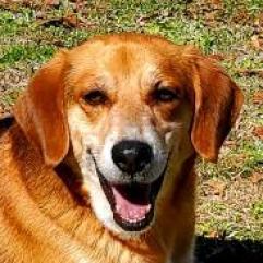 Dusty, an adoptable Beagle in Hopkins, SC, 29061 | Photo Image 3