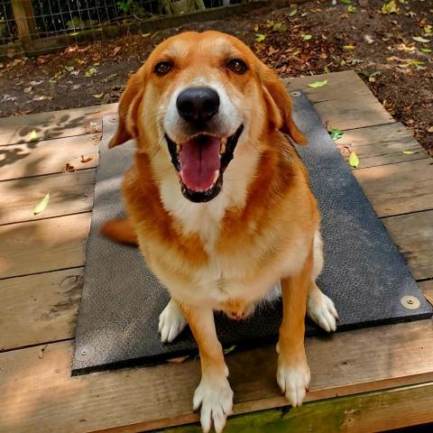 Dusty, an adoptable Beagle in Hopkins, SC, 29061 | Photo Image 3