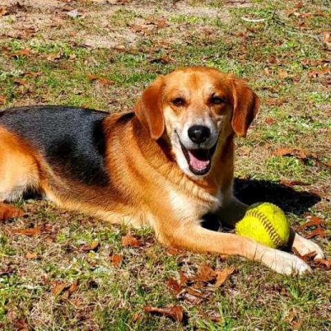 Dusty, an adoptable Beagle in Hopkins, SC, 29061 | Photo Image 5