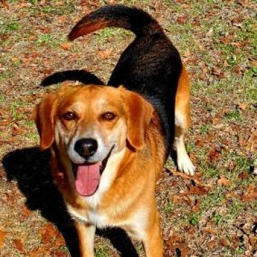 Dusty, an adoptable Beagle in Hopkins, SC, 29061 | Photo Image 6