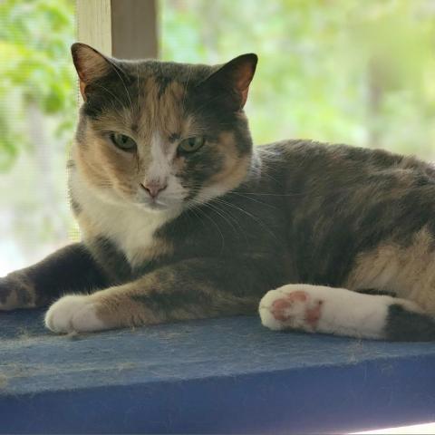 Cali, an adoptable Domestic Short Hair in Hopkins, SC, 29061 | Photo Image 2