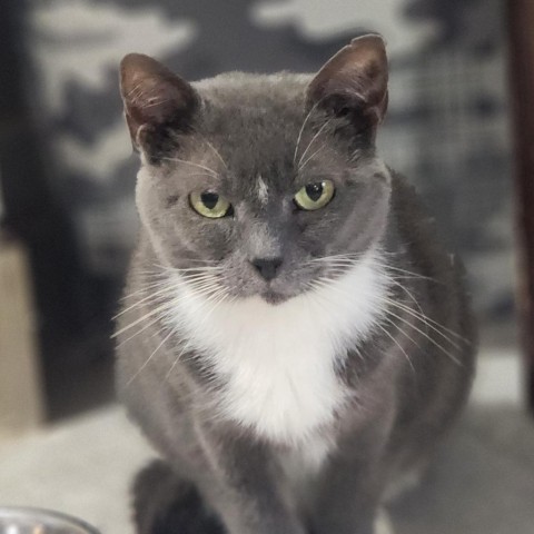 Robin, an adoptable Domestic Short Hair in Hopkins, SC, 29061 | Photo Image 1