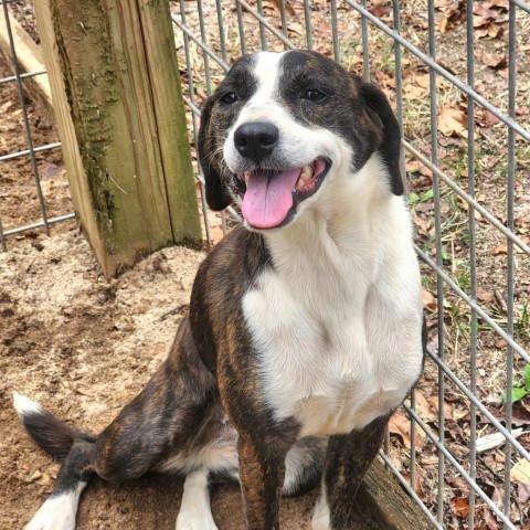 Gretel, an adoptable Mixed Breed in Hopkins, SC, 29061 | Photo Image 1