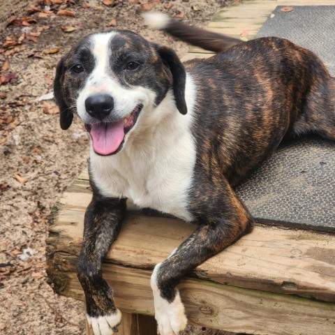 Gretel, an adoptable Mixed Breed in Hopkins, SC, 29061 | Photo Image 2