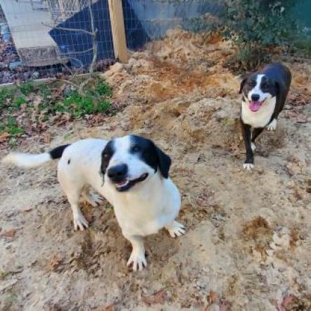 Gretel, an adoptable Mixed Breed in Hopkins, SC, 29061 | Photo Image 2