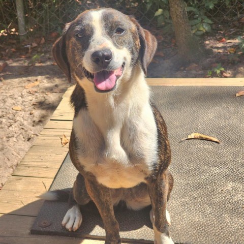 Gretel, an adoptable Mixed Breed in Hopkins, SC, 29061 | Photo Image 3