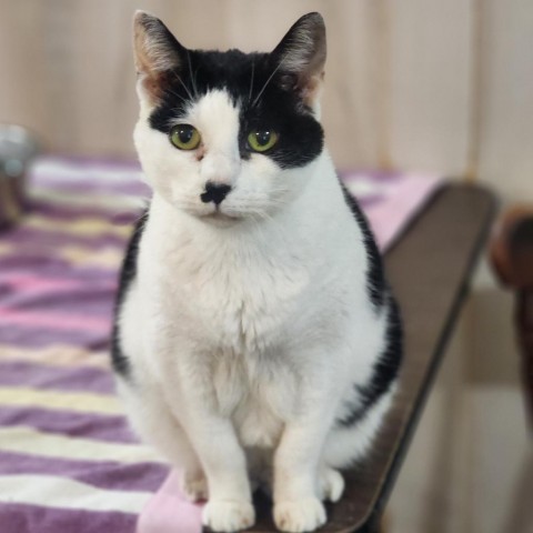 Flower, an adoptable Domestic Short Hair in Hopkins, SC, 29061 | Photo Image 1