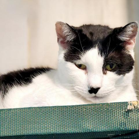 Flower, an adoptable Domestic Short Hair in Hopkins, SC, 29061 | Photo Image 2