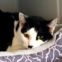 Flower, an adoptable Domestic Short Hair in Hopkins, SC, 29061 | Photo Image 3