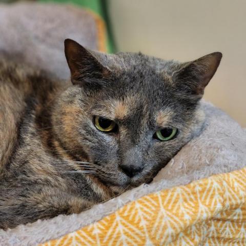 Cricket, an adoptable Domestic Short Hair in Hopkins, SC, 29061 | Photo Image 2