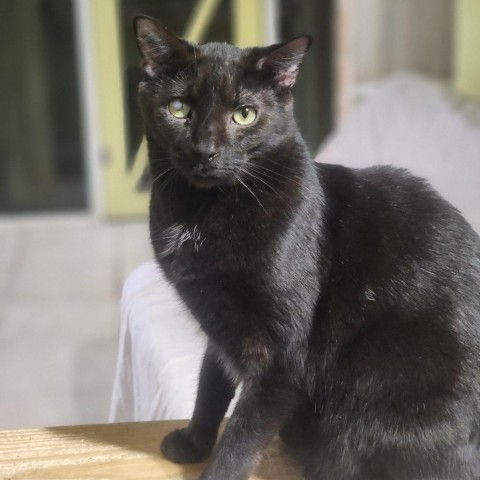 Frodo, an adoptable Domestic Short Hair in Hopkins, SC, 29061 | Photo Image 1