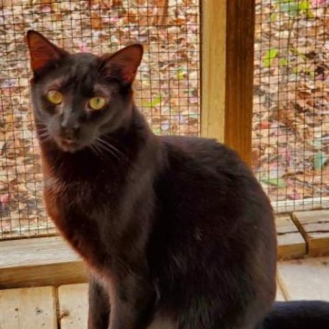 Frodo, an adoptable Domestic Short Hair in Hopkins, SC, 29061 | Photo Image 2