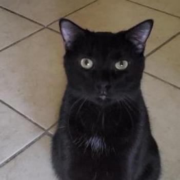 Frodo, an adoptable Domestic Short Hair in Hopkins, SC, 29061 | Photo Image 3