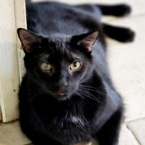 Frodo, an adoptable Domestic Short Hair in Hopkins, SC, 29061 | Photo Image 4