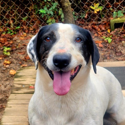 Hansel, an adoptable Mixed Breed in Hopkins, SC, 29061 | Photo Image 1