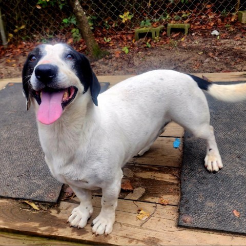 Hansel, an adoptable Mixed Breed in Hopkins, SC, 29061 | Photo Image 2