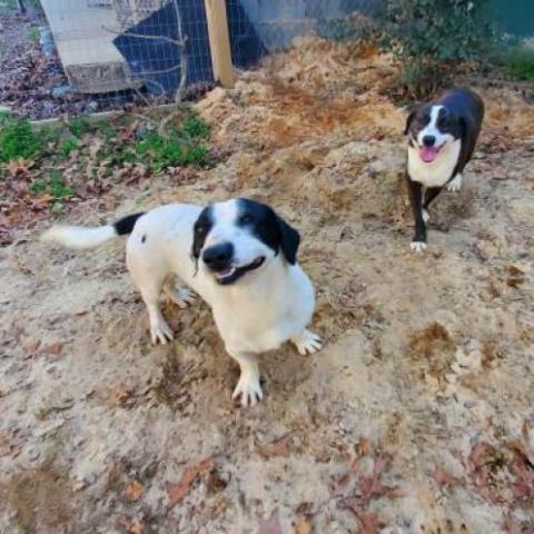 Hansel, an adoptable Mixed Breed in Hopkins, SC, 29061 | Photo Image 3