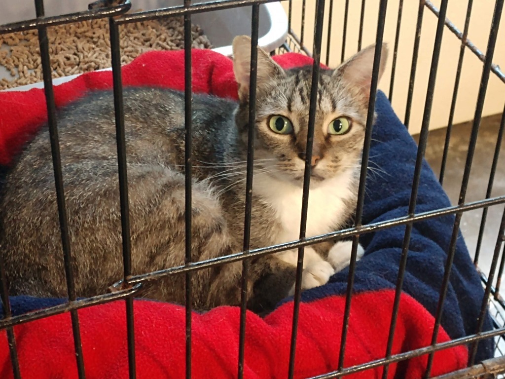 Thumbelina, an adoptable Domestic Short Hair in Pittsboro, NC, 27312 | Photo Image 1